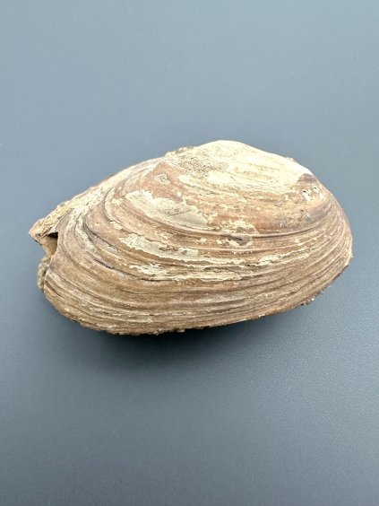 Škeble Pseudoanodonta – Doly Bílina, ČR