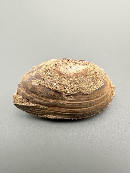 Škeble Pseudoanodonta – Doly Bílina, ČR