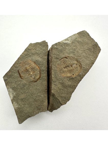 Trilobit Ctenocephalus coronatus – Skryje, CZ