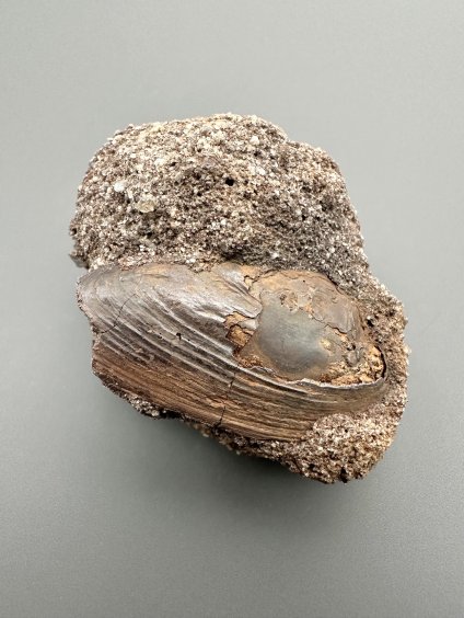 Škeble Pseudoanodonta – Doly Bílina, ČR