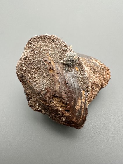 Muschel Pseudoanodonta – Doly Bilina, CZ