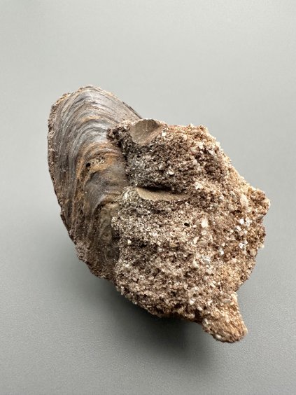 Škeble Pseudoanodonta – Doly Bílina, ČR