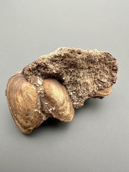 Škeble Pseudoanodonta – Doly Bílina, ČR