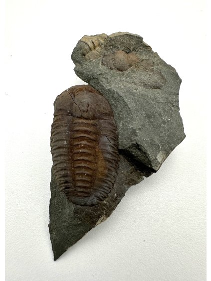 Trilobit Ellipsocephalus hoffi – Jince, CZ