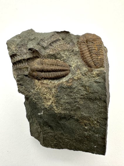 Trilobit Ellipsocephalus hoffi – Jince, CZ