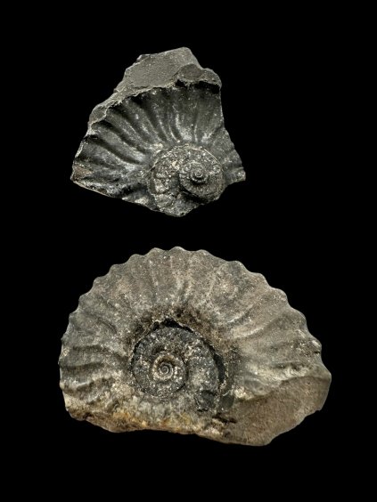 Photoroom 004 20251002 165816