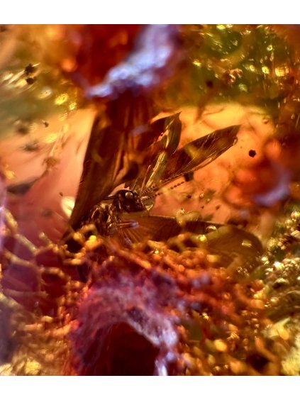 Hmyz v mladém jantaru (kopálu) – Santander, Kolumbie