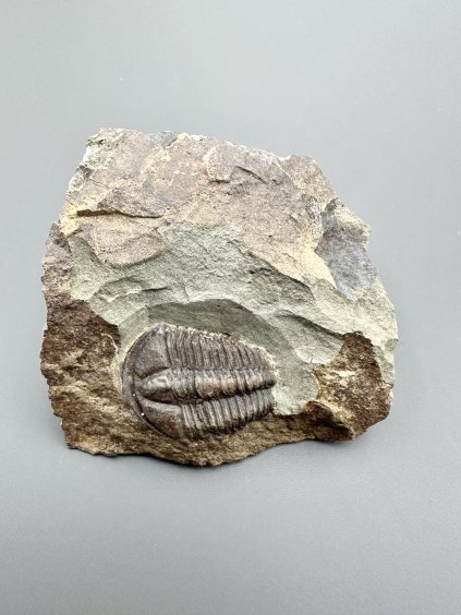 Trilobit Conocoryphe sulzeri – Jince, CZ