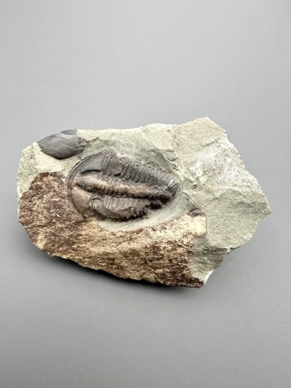 Trilobit Conocoryphe sulzeri – Jince, CZ