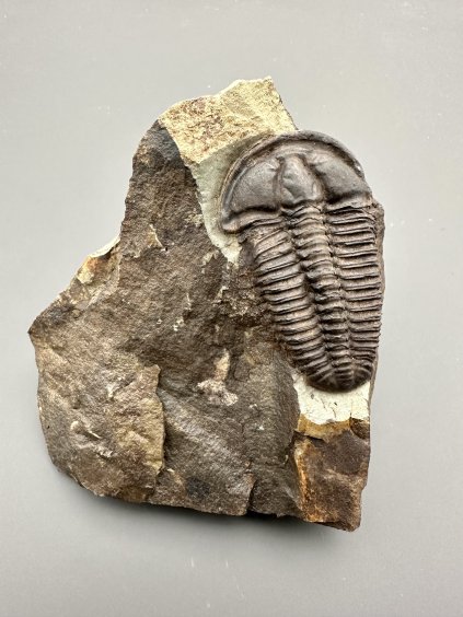 Trilobit Conocoryphe sulzeri – Jince, CZ