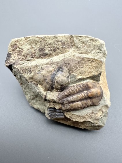 Trilobit Ellipsocephalus hoffi – Jince, ČR