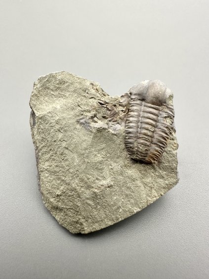 Trilobit Ellipsocephalus hoffi – Jince, ČR