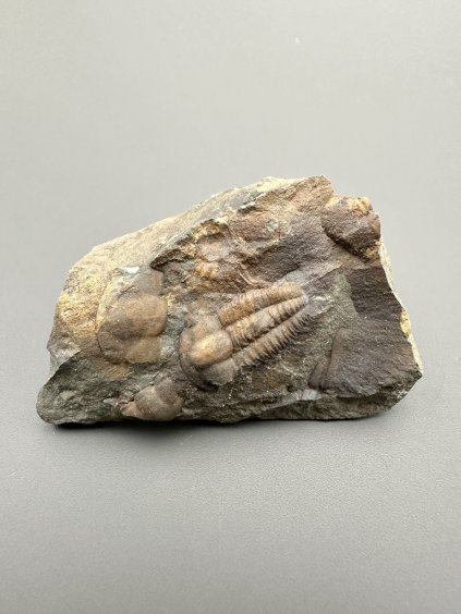 Trilobit Ellipsocephalus hoffi – Jince, ČR