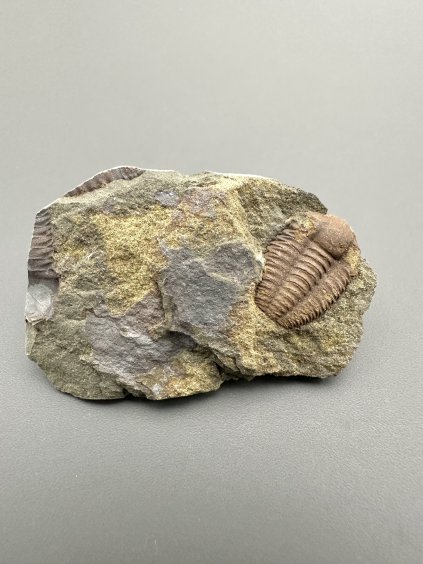 Trilobit Ellipsocephalus hoffi – Jince, CZ
