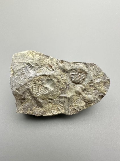 Trilobit Ellipsocephalus hoffi – Jince, CZ