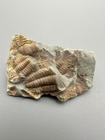 Trilobit Ellipsocephalus hoffi – Jince, ČR