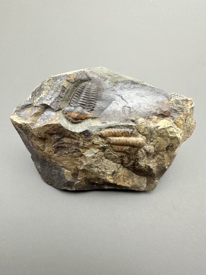 Trilobit Ellipsocephalus hoffi – Jince, ČR
