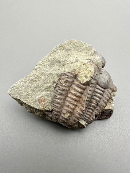 Trilobit Ellipsocephalus hoffi – Jince, CZ