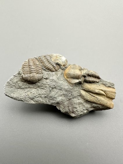 Trilobite Ellipsocephalus hoffi – Jince, CZ
