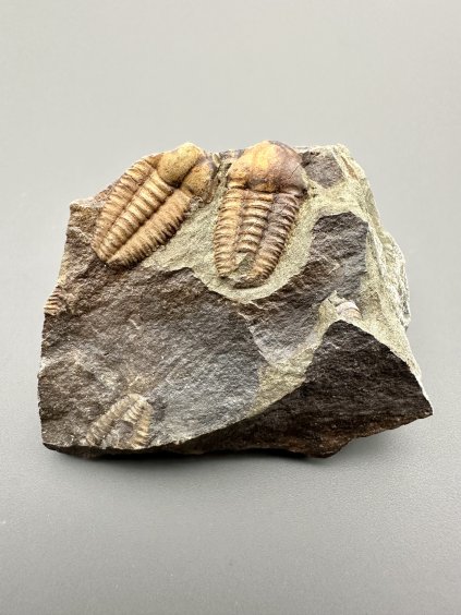 Trilobite Ellipsocephalus hoffi – Jince, CZ