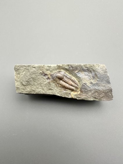 Trilobit Ellipsocephalus hoffi – Jince, ČR