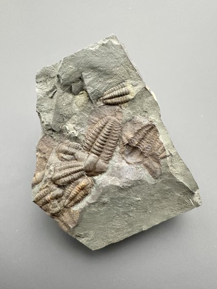 Trilobit Ellipsocephalus hoffi – Jince, CZ
