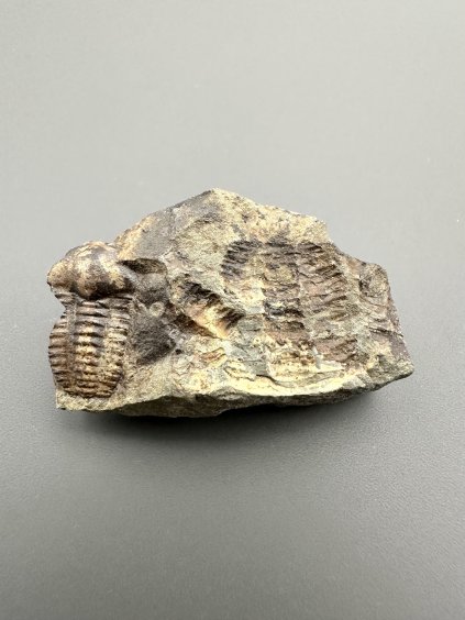 Trilobit Ellipsocephalus hoffi – Jince, ČR