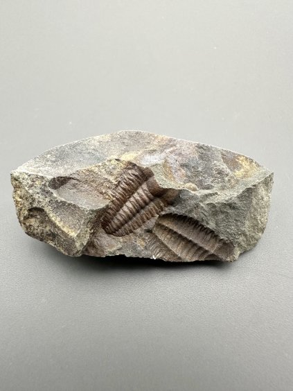 Trilobite Ellipsocephalus hoffi – Jince, CZ