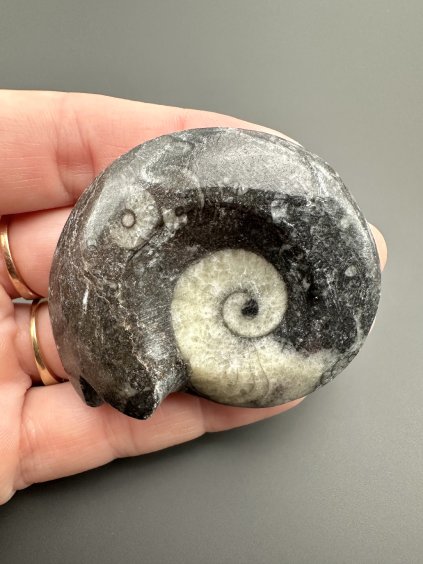 Goniatit 5,3cm – Maroko