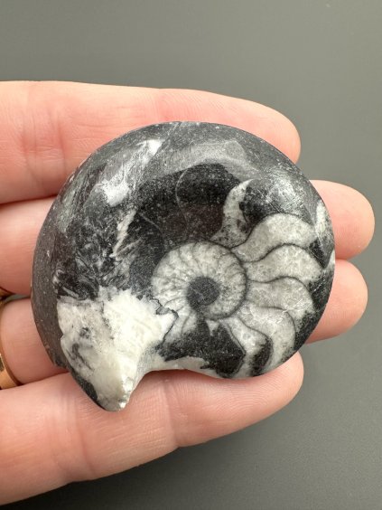 Goniatit 4,4cm – Maroko