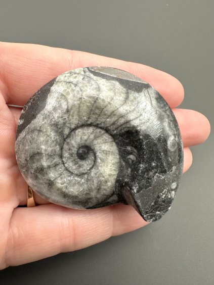 Goniatit 5,1cm – Maroko