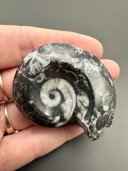 Goniatit 4,9cm – Maroko