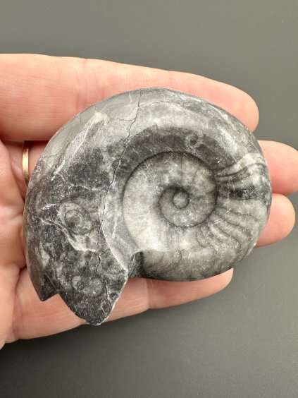 Goniatit 5,2cm – Marokko