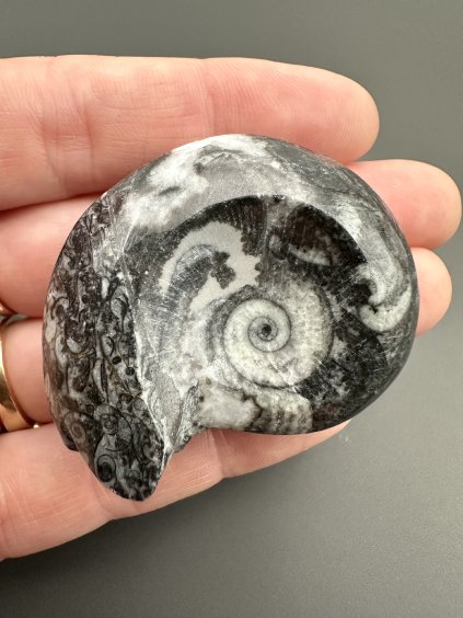 Goniatit 4,6cm – Maroko