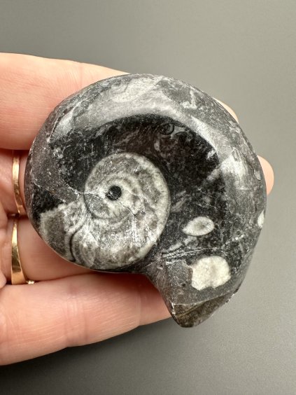 Goniatite – Morocco