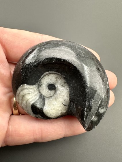 Goniatit 5,4cm – Maroko