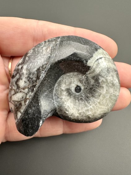 Goniatit 5,2cm – Maroko