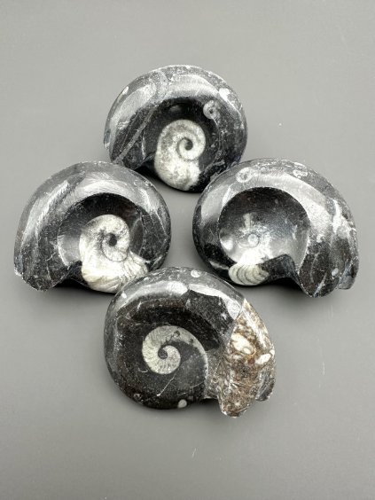 Goniatite Morocco – random piece
