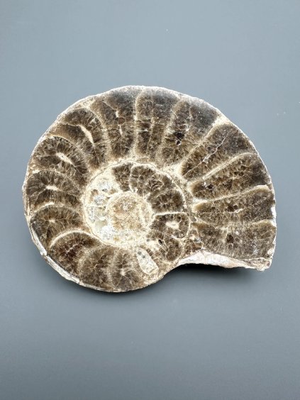 Ammonite – Morocco