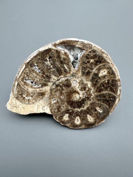 Amonit 10cm – Maroko