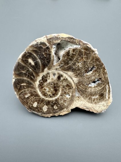 Ammonite 10,3cm – Morocco