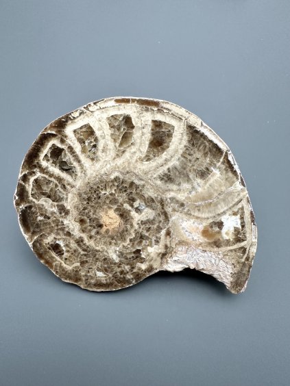Amonit 10,9cm – Maroko