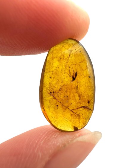 Insect in amber – Hukawng, Myanmar