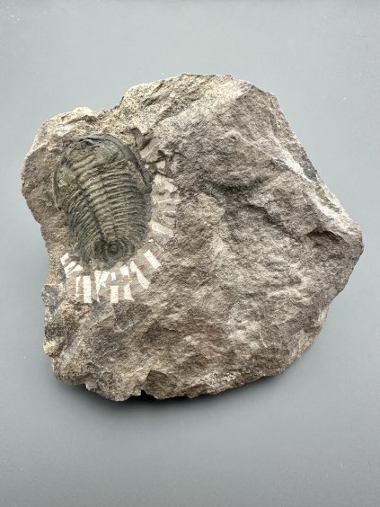 Trilobite Eccoparadoxides Pusillus – Rejkovice, CZ