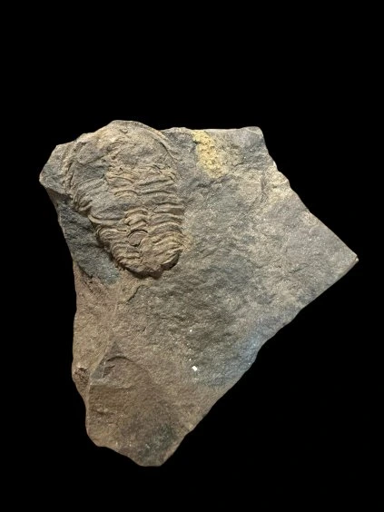 Trilobit Conocoryphe sulzeri – Jince, ČR