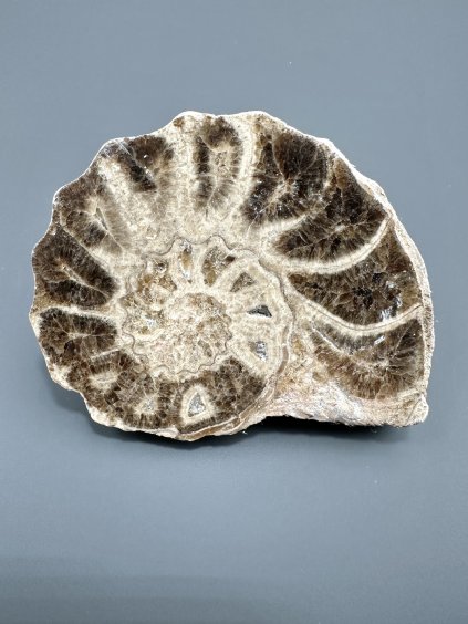 Amonit 10,3cm – Maroko