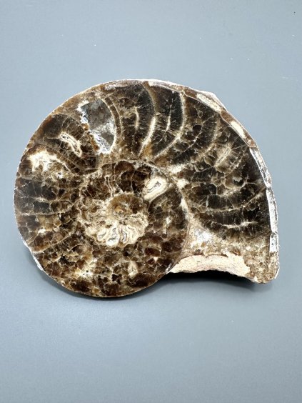 Amonit 11,1cm – Maroko