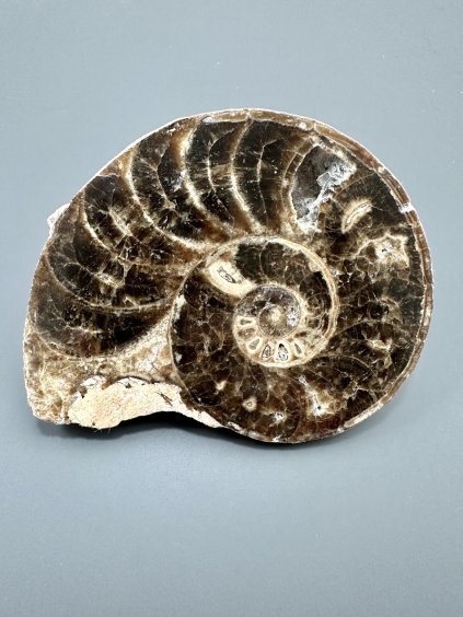 Amonit 10,8cm – Maroko