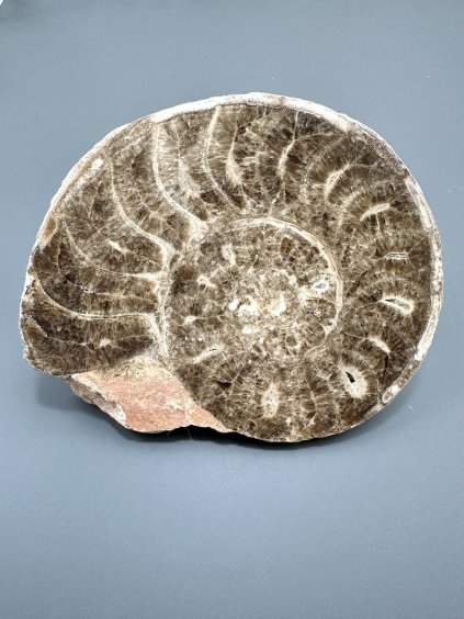 Amonit 11,4cm – Maroko