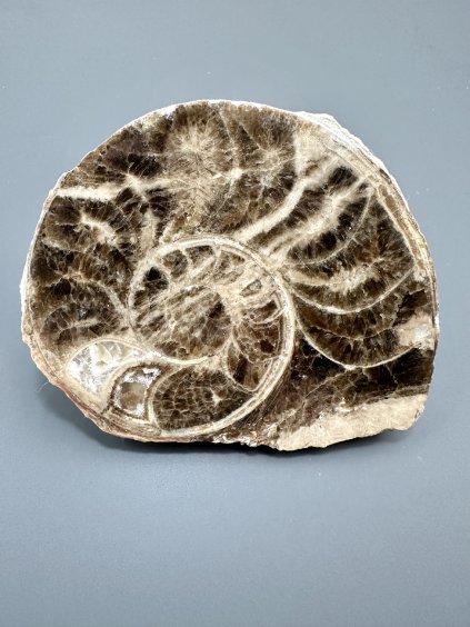 Amonit 10cm – Maroko